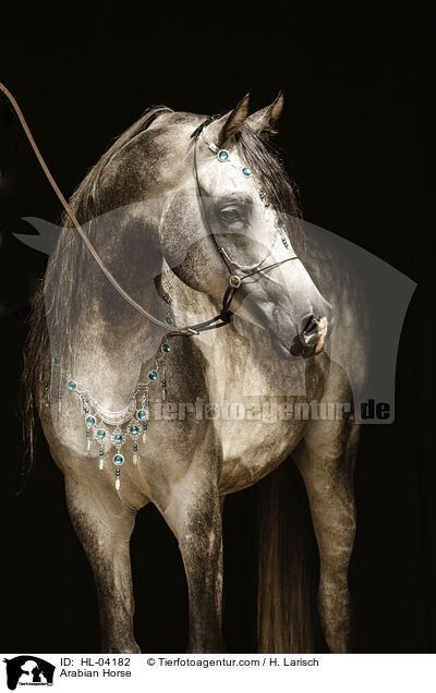 Arabisches Vollblut / Arabian Horse / HL-04182