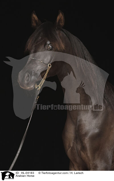 Arabisches Vollblut / Arabian Horse / HL-04183