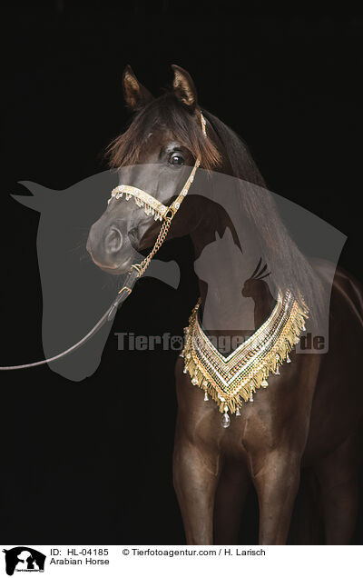 Arabisches Vollblut / Arabian Horse / HL-04185