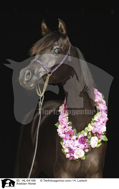Arabisches Vollblut / Arabian Horse / HL-04188