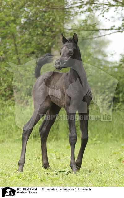 Arabisches Vollblut / Arabian Horse / HL-04204