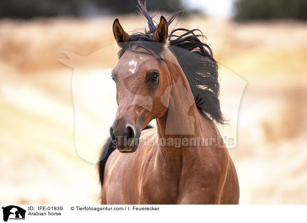 Arabian horse / IFE-01839