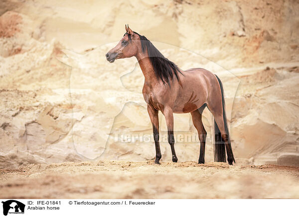 Vollblutaraber / Arabian horse / IFE-01841