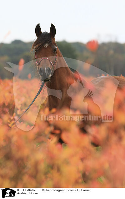 Arabisches Vollblut / Arabian Horse / HL-04678