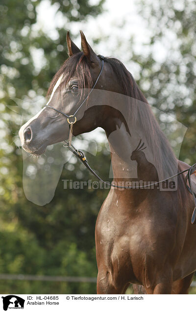 Arabisches Vollblut / Arabian Horse / HL-04685