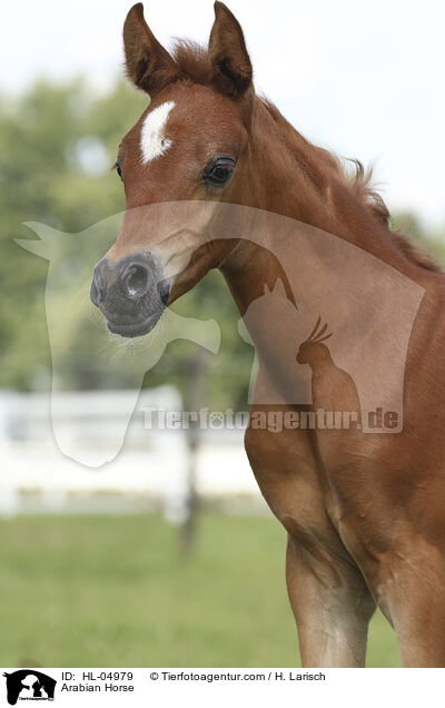 Arabisches Vollblut / Arabian Horse / HL-04979