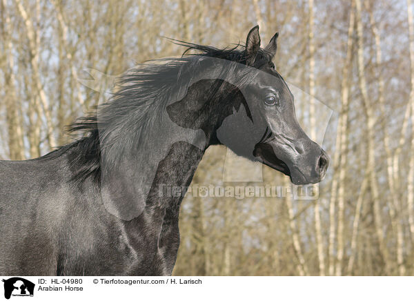 Arabisches Vollblut / Arabian Horse / HL-04980