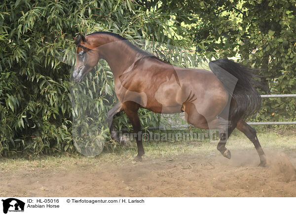 Arabisches Vollblut / Arabian Horse / HL-05016