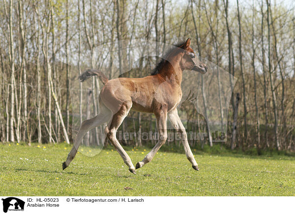 Arabisches Vollblut / Arabian Horse / HL-05023