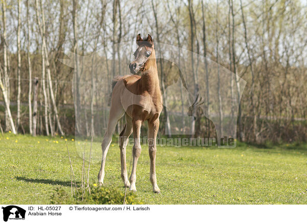 Arabisches Vollblut / Arabian Horse / HL-05027