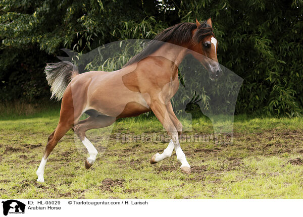 Arabisches Vollblut / Arabian Horse / HL-05029