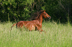 running arabian horse