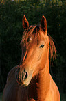 arabian horse portrait