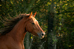 arabian horse portrait