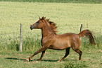 arabian horse