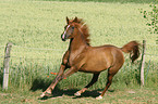 arabian horse