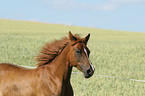 arabian horse