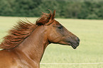 arabian horse