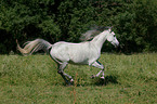 Arabian horse