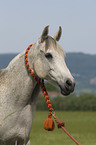 Arabian horse