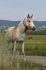 Arabian horse