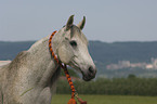 Arabian horse