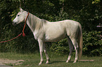 Arabian horse