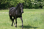 running Arabian Horse