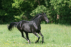 running Arabian Horse