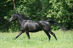 running Arabian Horse