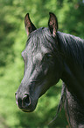 arabian horse portrait