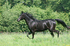 running Arabian Horse