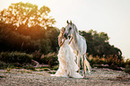Arabian Horse