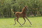Arabian Horse