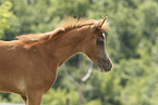 Arabian Horse