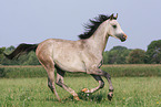 Arabian Horse