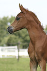 Arabian Horse