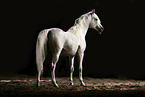 Arabian Horse