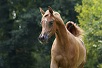 Arabian Horse