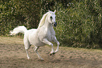 Arabian Horse