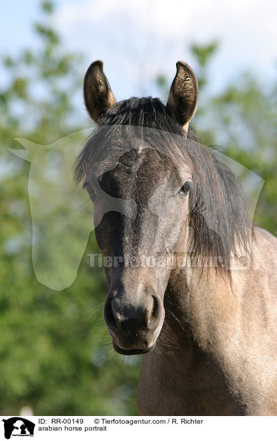 Araber im Portrait / arabian horse portrait / RR-00149