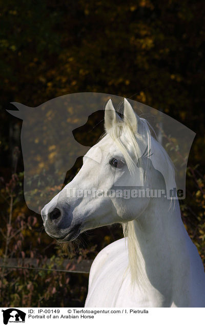 Araber im Portrait / Portrait of an Arabian Horse / IP-00149