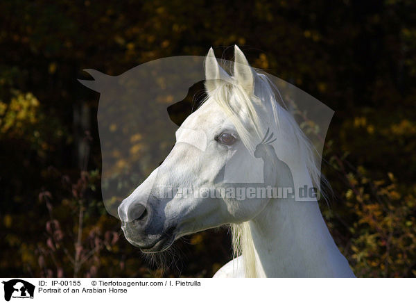 Araber im Portrait / Portrait of an Arabian Horse / IP-00155