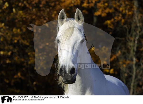 Araber im Portrait / Portrait of an Arabian Horse / IP-00157