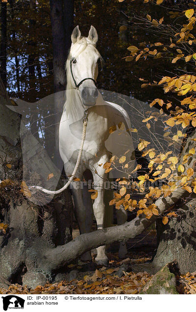 Arabisches Vollblut / arabian horse / IP-00195