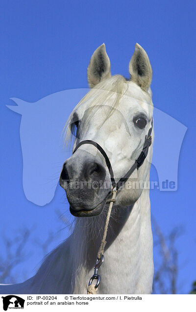 Portrait eines Arabers / portrait of an arabian horse / IP-00204