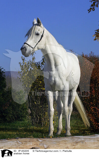 Arabisches Vollblut / arabian horse / IP-00205