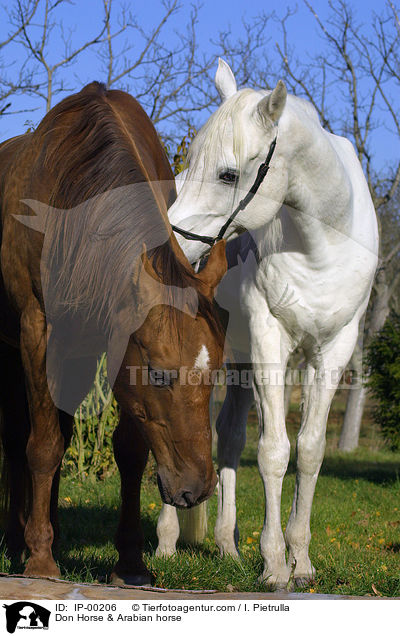 Don-Pferd & Araber / Don Horse & Arabian horse / IP-00206
