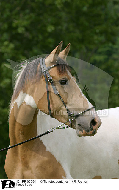 Araberpaint Portrait / horse head / RR-02054