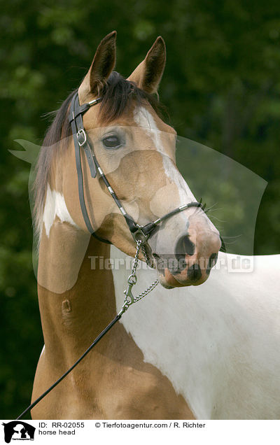 Araberpaint Portrait / horse head / RR-02055